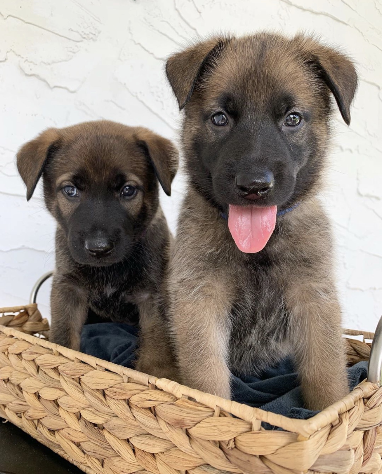 K9 puppies best sale for sale