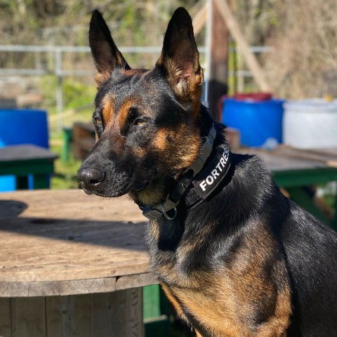 Trained Protection Dogs for Sale: What to Look For and How to Choose the Right Dog