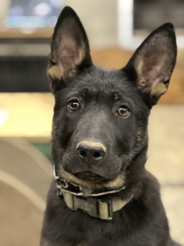 Protection Dog Training: What Actually Works to Keep Your Family Safe