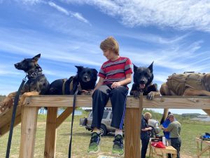 Read more about the article Protection Dog Buying Mistakes: What Serious Families Should Avoid