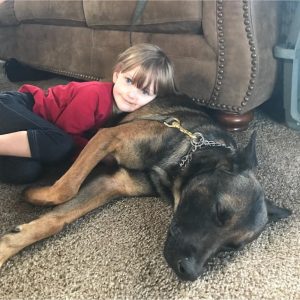 Read more about the article Family Protection Dogs for Sale: How to Choose the Right Dog for Your Home