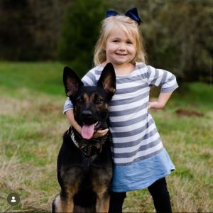 Read more about the article Protection Dog Training: What Actually Works to Keep Your Family Safe
