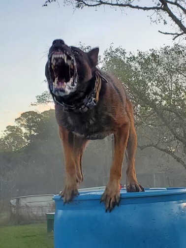 You are currently viewing Trained Protection Dogs: Why a Dog That Bites Is Not Always a Dog That Protects