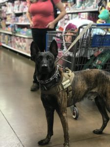 Read more about the article Fully Trained Protection Dogs for Sale: What Serious Buyers Need to Know