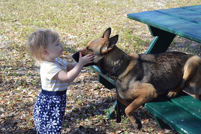 You are currently viewing Trained Protection Dogs for Families: What Makes One Safe and Capable