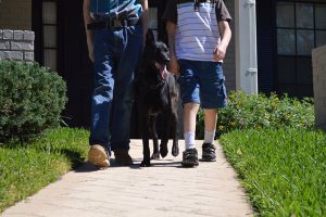 Read more about the article Protection Dog vs Sport Dog: Why the Mission Changes the Dog
