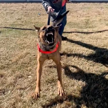 Fortress K9 protection dog alerting during protection training
