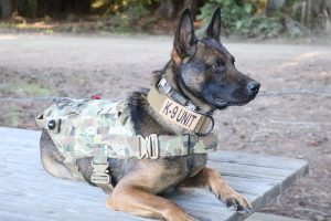 Read more about the article How Much Does a Protection Dog Cost?